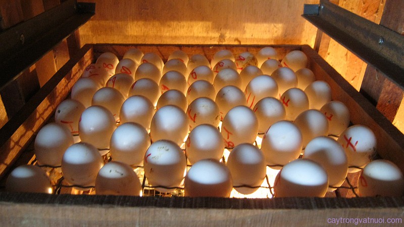 Các tham số ảnh hưởng tới việc ấp trứng